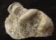 CYLINDRITES UNGULA - JURASSIC, GLOUCESTERSHIRE.