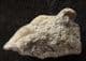 CYLINDRITES UNGULA - JURASSIC, GLOUCESTERSHIRE.