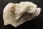 CYLINDRITES UNGULA - JURASSIC, GLOUCESTERSHIRE.