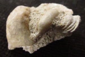 CYLINDRITES UNGULA - JURASSIC, GLOUCESTERSHIRE.