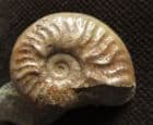 CYLIOCERAS UNDATUM - JURASSIC, DORSET.