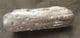 CYMBIUM EXCELSUM - EOCENE, HAMPSHIRE.