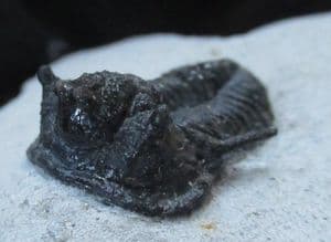 CYPHASPIS WALTERI - DEVONIAN, MOROCCO.