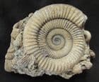 DACTYLIOCERAS ATHLETICUM - JURASSIC GERMANY.