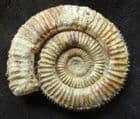 DACTYLIOCERAS ATHLETICUM - JURASSIC, SOMERSET.