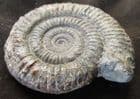 DACTYLIOCERAS COMPLETE TO MOUTH BORDER - JURASSIC, YORKSHIRE.