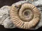DACTYLIOCERAS - JURASSIC, SKYE.