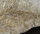 DAPALIS MACRURUS - OLIGOCENE, FRANCE.