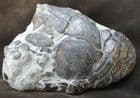 DAPEDIUM REAR OF SKULL AND PART OF BODY.