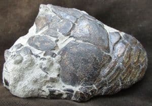 DAPEDIUM REAR OF SKULL AND PART OF BODY.