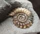 DARK AND LIGHT PROMICROCERAS - JURASSIC, LYME REGIS