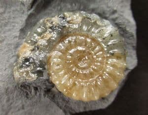 DARK AND LIGHT PROMICROCERAS - JURASSIC, LYME REGIS