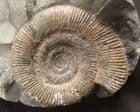 DATYLIOCERAS TENUICOSTATUM - JURASSIC, YORKSHIRE.