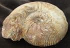 DECENT KEPPLERITES GOWERIANUS - JURASSIC, WILTSHIRE.