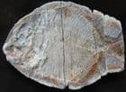 DEEP BODIED FISH - LOWER TRIASSIC, MADAGASCAR.