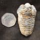 DIACALYMENE OUZREGUI - ORDOVICIAN, MOROCCO.