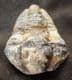 DIACALYMENE OUZREGUI - ORDOVICIAN, MOROCCO.