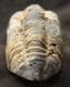 DIACALYMENE OUZREGUI - ORDOVICIAN, MOROCCO.
