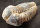 DIACALYMENE OUZREGUI - ORDOVICIAN, MOROCCO.
