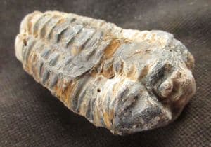 DIACALYMENE OUZREGUI - ORDOVICIAN, MOROCCO.
