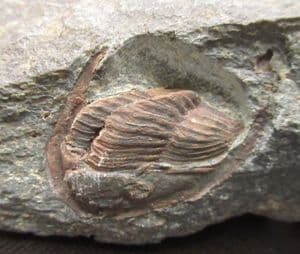 DIADEMAPROETUS HABENICHTI - DEVONIAN, GERMANY.