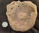 DINOSAUR VERTEBRA - KIMMERIDGE CLAY, WEYMOUTH.