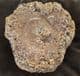DINOSAUR VERTEBRA - KIMMERIDGE CLAY, WEYMOUTH.
