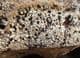 DINOSAUR VERTEBRA - KIMMERIDGE CLAY, WEYMOUTH.