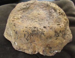 DINOSAUR VERTEBRA - KIMMERIDGE CLAY, WEYMOUTH.
