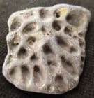 DIPLOCYNODON SCUTE - EOCENE / OLIGOCENE, ISLE OF WIGHT.
