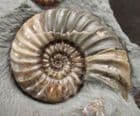 DISPLAY ASTEROCERAS CONFUSUM WITH 2 PROMICROCERAS - JURASSIC, LYME REGIS.