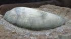 DISPLAY CARDINIA GIGANTEUM - JURASSIC, SCUNTHORPE.
