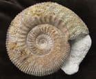 DISPLAY STEPHANOCERAS HOFFMANI - JURASSIC, DORST.