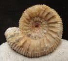 DISPLAY STEPHANOCERAS - JURASSIC, DORSET.