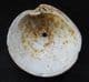 DOG COCKLE SHOWING GASTROPOD PREDATION - RED CRAG SUFFOLK.