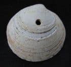 DOG COCKLE SHOWING GASTROPOD PREDATION - RED CRAG SUFFOLK.