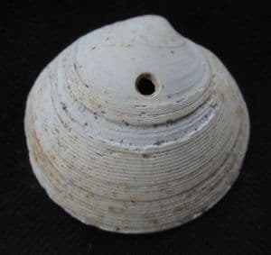 DOG COCKLE SHOWING GASTROPOD PREDATION - RED CRAG SUFFOLK.