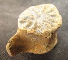 DOLPHIN VERTEBRA - MIOCENE, HUNGARY.