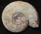 DORSETENSIA ROMANI - JURASSIC, DORSET.