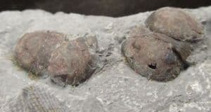 DOUBLE BUMASTUS IOXUS - SILURIAN NEW YORK STATE.