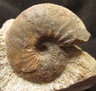 DOUBLE CATASIGALOCERAS PLANICERCLUS - JURASSIC SOUTH CAVE, HULL.