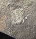 DOUBLE DICANTHASPIS MINUTA - SILURIAN, CZECH REPUBLIC.