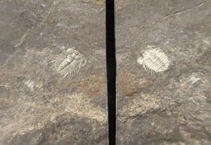 DOUBLE DICANTHASPIS MINUTA - SILURIAN, CZECH REPUBLIC.
