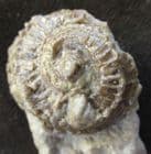 DOUBLE GASTROPOD - SILURIAN, SHROPSHIRE.