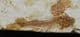 DOUBLE LYCOPTERA - LATE JURASSIC / EARLY CRETACEOUS, CHINA.