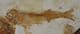 DOUBLE LYCOPTERA - LATE JURASSIC / EARLY CRETACEOUS, CHINA.