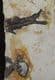 DOUBLE LYCOPTERA - LATE JURASSIC / EARLY CRETACEOUS, CHINA.
