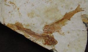 DOUBLE LYCOPTERA - LATE JURASSIC / EARLY CRETACEOUS, CHINA.