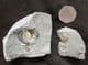 DOUBLE PROMICROCERAS 'POPPER' - JURASSIC, LYME REGIS.