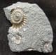 DOUBLE PROMICROCERAS 'POPPER' - JURASSIC, LYME REGIS.